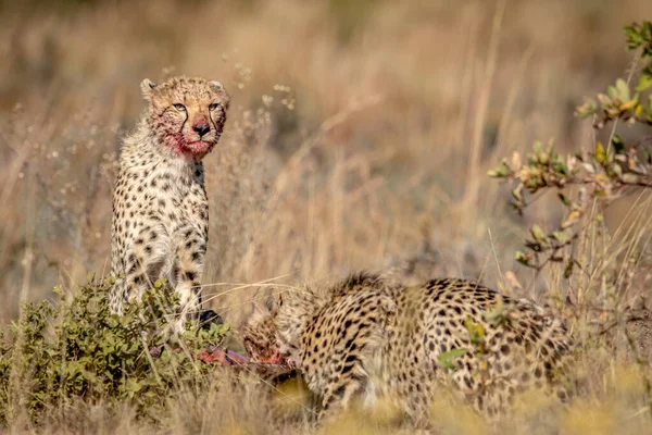 Group Cheetahs Feeding Blue Wildebeest Wgr South Africa — Stock Photo, Image