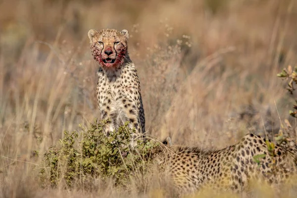Dél Afrikai Wgr Ben Élő Kék Gnúkból Táplálkozó Gepárdok Csoportja — Stock Fotó