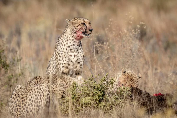 Dél Afrikai Wgr Ben Élő Kék Gnúkból Táplálkozó Gepárdok Csoportja — Stock Fotó