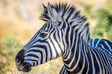 Güney Afrika, WGR 'da Burchell' in zebra kafasının yakınına..
