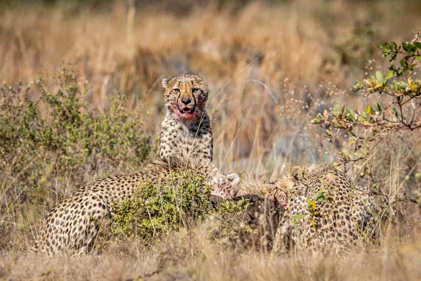 Group Cheetahs Feeding Blue Wildebeest Wgr South Africa — Stock Photo, Image