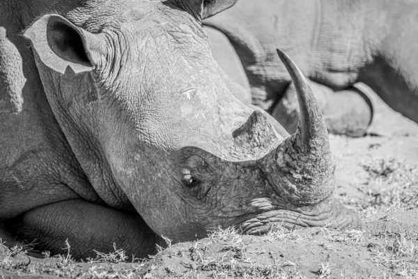 Aproape Rinocer Alb Așezat Alb Negru Africa Sud — Fotografie, imagine de stoc