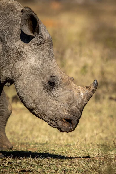 Profilo Laterale Giovane Vitello Rinoceronte Bianco Sud Africa — Foto Stock