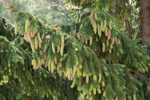 緑のトウヒの枝 — ストック写真