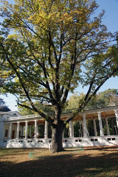 An ancient oak in the estate Ostafyevo — Stock Photo, Image