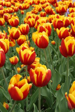 Kırmızı-Sarı laleler