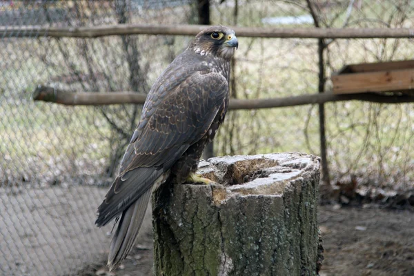 Yırtıcı Kuş kartal