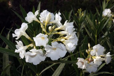 ile beyaz yaprakları çiçek