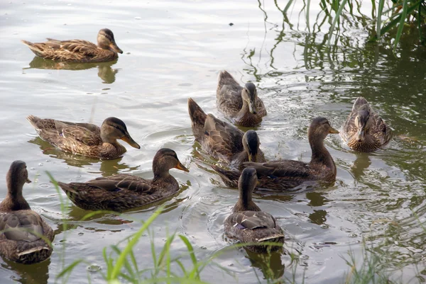 Grey ducks on the pond — Stock Photo, Image