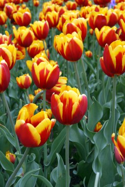 güzel çiçekler laleler