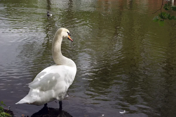 Белая птица — стоковое фото