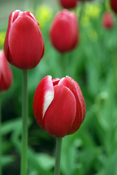 Красивые цветы тюльпаны Лицензионные Стоковые Фото