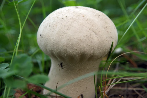 Svamp i skogen — Stockfoto