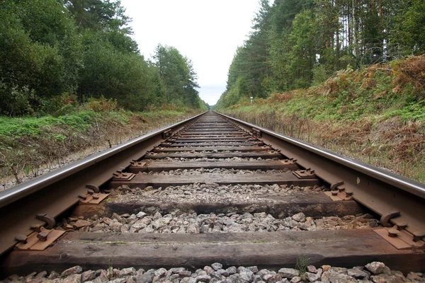 Spoorweg in het bos Stockfoto