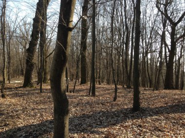 Ukrayna park ağaçlar sonbahar