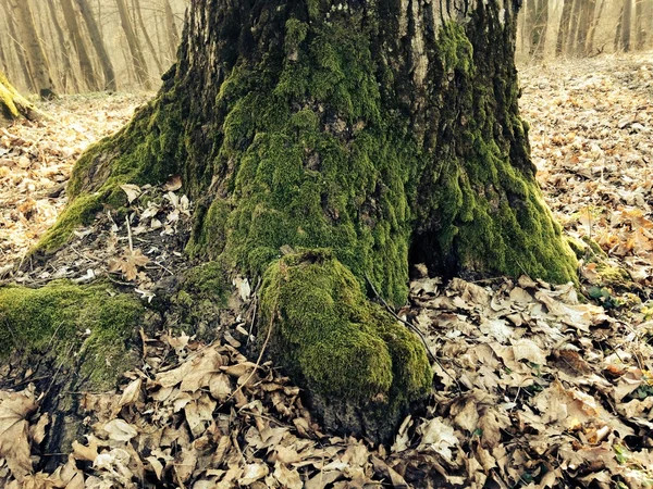 Oekraïne park bomen herfst — Stockfoto