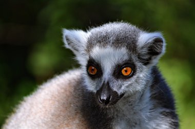 Lemur ve güneşli gözleri