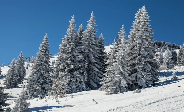 Winter trees,beautiful day Stock Photo