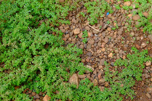 yaprak ve Tayland küçük taş