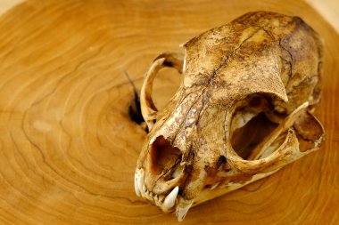 Asya kedi veya Temminck'ın kedi kafatası ve ahşap üzerine Köpek goldden