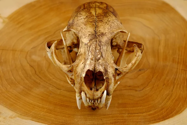 Asya kedi veya Temminck'ın kedi kafatası ve ahşap üzerine Köpek goldden