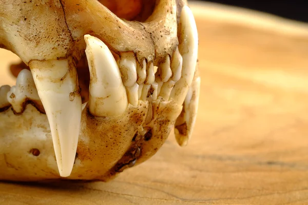 Asya kedi veya Temminck'ın kedi kafatası ve ahşap üzerine Köpek goldden