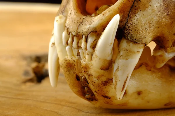 Asya kedi veya Temminck'ın kedi kafatası ve ahşap üzerine Köpek goldden