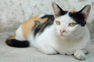 Tayland kedi seyir bir umut--(seçici odak)