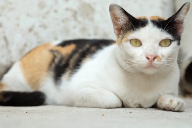 Tayland kedi seyir bir umut--(seçici odak)