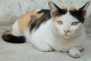 Tayland kedi seyir bir umut--(seçici odak)