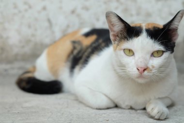 Tayland kedi seyir bir umut--(seçici odak)