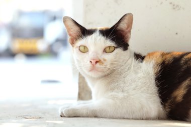 Tayland kedi seyir bir umut--(seçici odak)