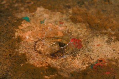 Su sıçrama veya su damlası 