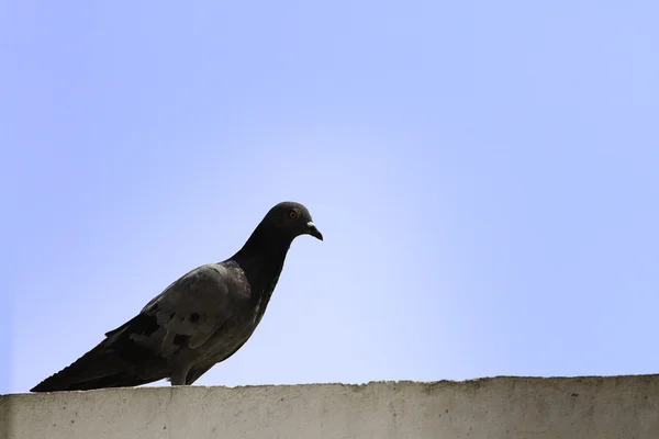 Pigeon en Asie, Thaïlande (Mise au point sélective ) — Photo