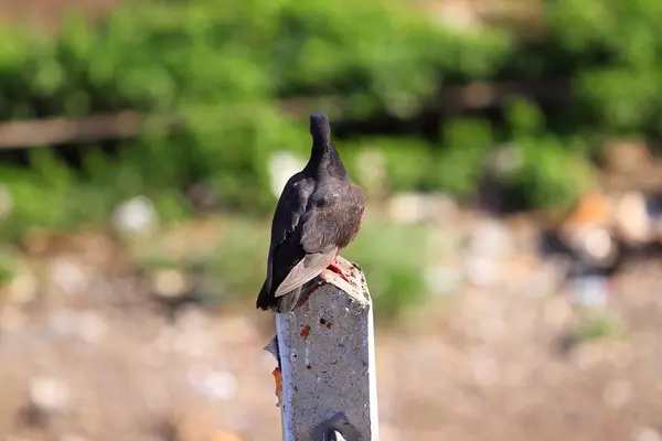 Güvercin Asya, Tayland, Thailand (seçici odak)