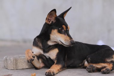 Tayland köpek seyir bir umut - (seçici odak)