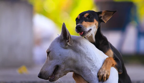 Köpek arıyorum ve oynamak - (seçici odak Tayland)
