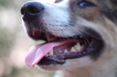Köpek ağzına da ve diş - (seçici odak yakından)