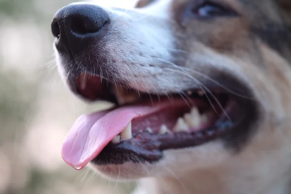 Dog\'s mouth and tooth - Close up (Selective focus)