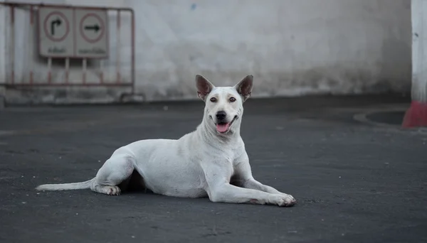 Thailand Dog Looking a Hope - (Selective focus) — Stock Photo, Image