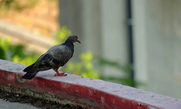 Pigeon en Asie, Thaïlande (Mise au point sélective ) — Photo