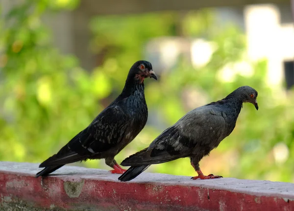 Pombo na Ásia, Tailândia (Foco seletivo ) — Fotografia de Stock