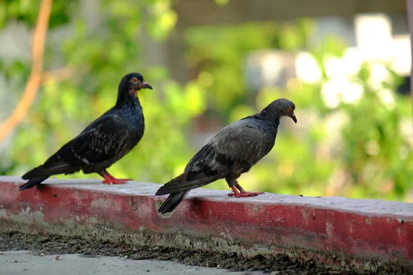 Pombo na Ásia, Tailândia (Foco seletivo ) — Fotografia de Stock