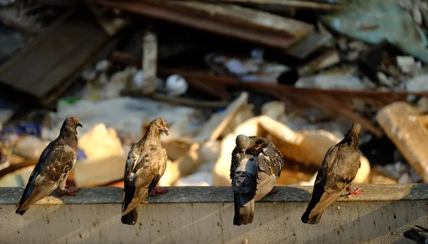 Pombo na Ásia, Tailândia (Foco seletivo ) — Fotografia de Stock