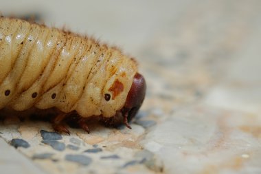 böceği larvaları Asya, Tayland. (Seçici odak)