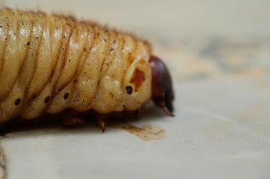 böceği larvaları Asya, Tayland. (Seçici odak)