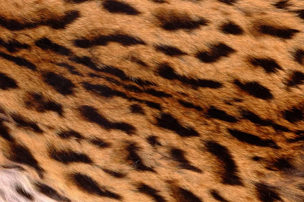 dokulu detay deri ya da kürk Asya goldden kedi ya da Temminck'ın kedi