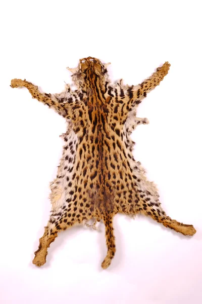 Texturizado detalhe pele ou pele asiático goldden gato ou Temminck 's gato Fotografias De Stock Royalty-Free