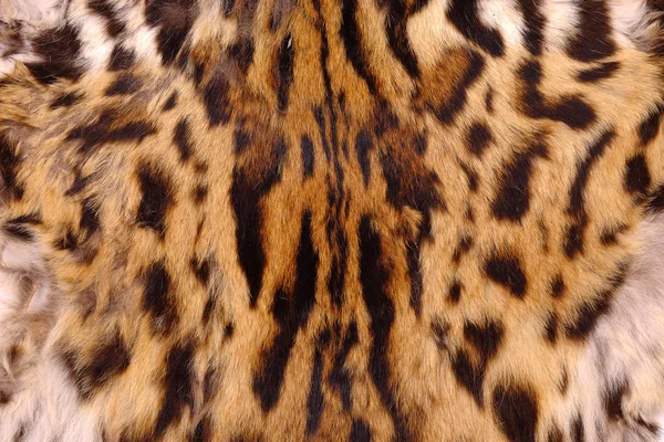 Texturizado detalhe pele ou pele asiático goldden gato ou Temminck 's gato Imagem De Stock