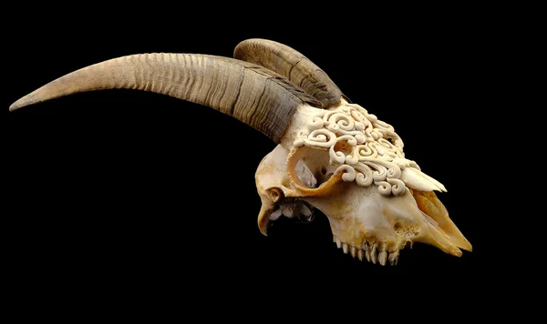 Polimer kil (seçici odak ile dekore edilmiş keçi'nın kafatası)